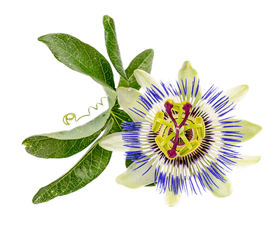 PASSION FLOWER
